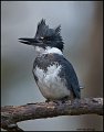 _1SB0101 belted kingfisher